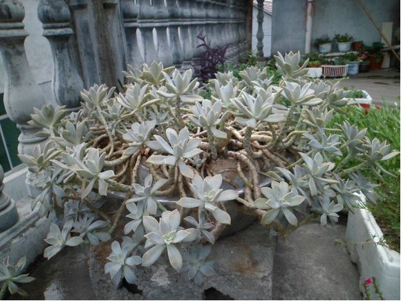 朧月怎么養(yǎng)?朧月的養(yǎng)殖方法？【圖】