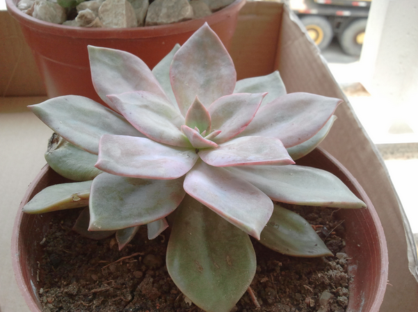 朧月怎么養(yǎng)?朧月的養(yǎng)殖方法？【圖】