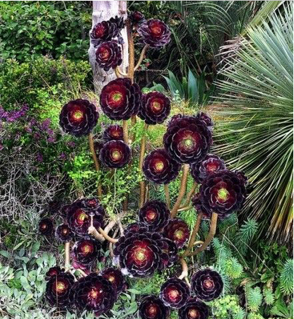 黑法師原始種和變異種的區(qū)分?黑法師原始種的養(yǎng)殖方法？【圖】