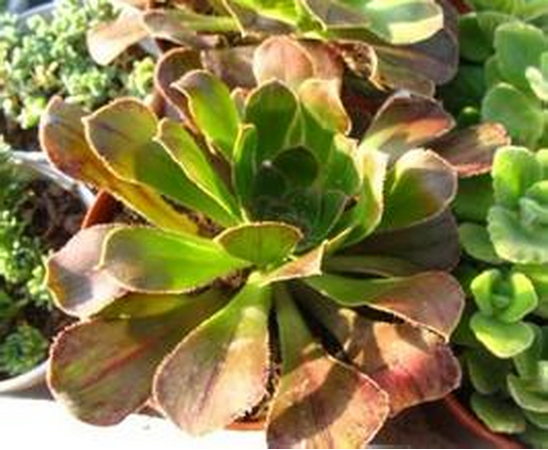 黑法師原始種和變異種的區(qū)分?黑法師原始種的養(yǎng)殖方法？【圖】