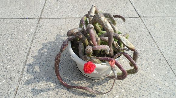 泥鰍掌的養(yǎng)殖方法?泥鰍掌的養(yǎng)護(hù)知識(shí)？【圖】