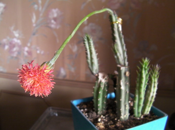 泥鰍掌的養(yǎng)殖方法?泥鰍掌的養(yǎng)護(hù)知識(shí)？【圖】