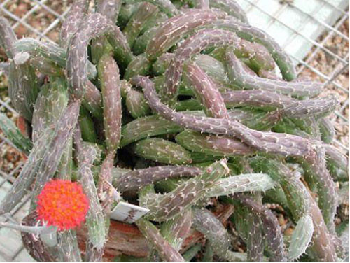 泥鰍掌的養(yǎng)殖方法?泥鰍掌的養(yǎng)護(hù)知識(shí)？【圖】