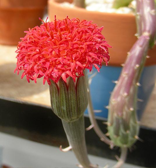 泥鰍掌的養(yǎng)殖方法?泥鰍掌的養(yǎng)護(hù)知識(shí)？【圖】