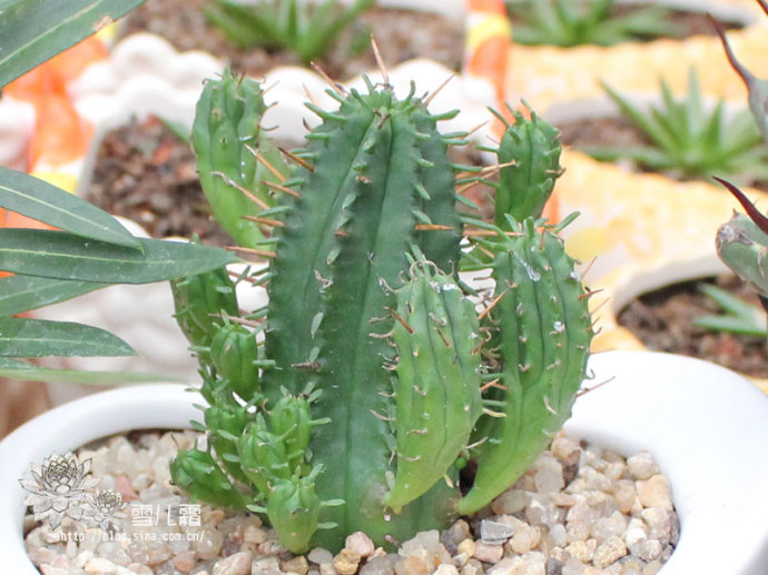 紅彩閣怎么養(yǎng)?紅彩閣圖片及介紹？【圖】