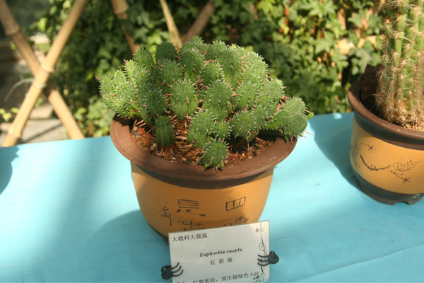 紅彩閣怎么養(yǎng)?紅彩閣圖片及介紹？【圖】