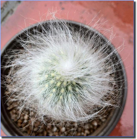 翁柱怎么養(yǎng)?翁柱的養(yǎng)殖方法？【圖】