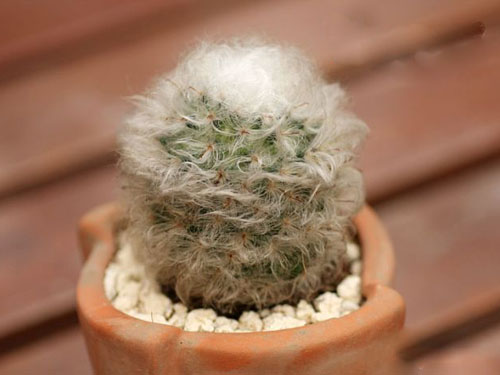 翁柱怎么養(yǎng)?翁柱的養(yǎng)殖方法？【圖】