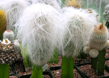 翁柱怎么養(yǎng)?翁柱的養(yǎng)殖方法？【圖】