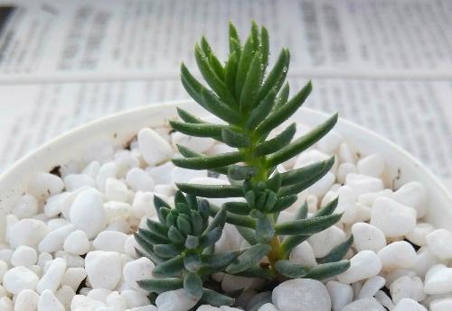 塔松怎么養(yǎng)?塔松圖片【圖】