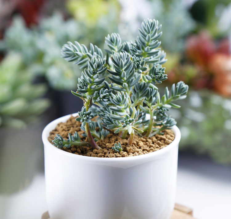 塔松怎么養(yǎng)?塔松圖片【圖】