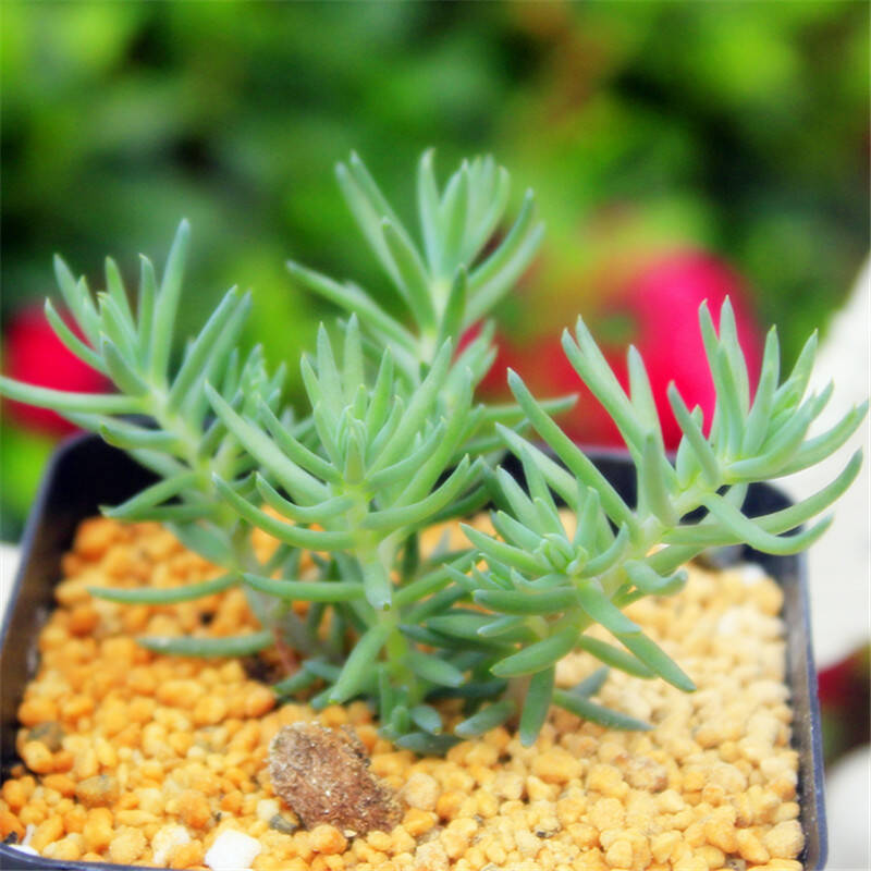 塔松怎么養(yǎng)?塔松圖片【圖】