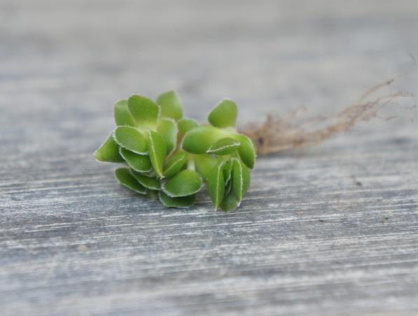 大衛(wèi)多肉怎么養(yǎng)?大衛(wèi)的養(yǎng)殖方法?【圖】