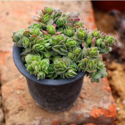 大衛(wèi)多肉怎么養(yǎng)?大衛(wèi)的養(yǎng)殖方法?【圖】