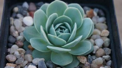 青鳳凰怎么養(yǎng)?青鳳凰的養(yǎng)殖方法?【圖】