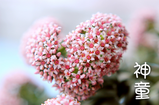 多肉神童怎么養(yǎng)?多肉神童怎么繁殖?【圖】