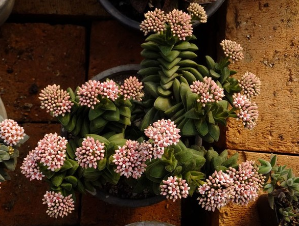 多肉神童怎么養(yǎng)?多肉神童怎么繁殖?【圖】