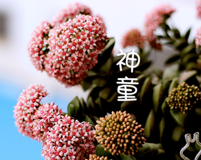 多肉神童怎么養(yǎng)?多肉神童怎么繁殖?【圖】