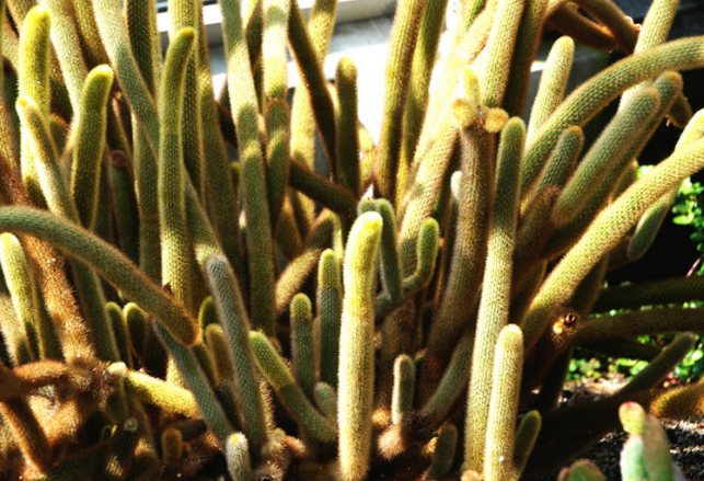 黃金鈕的養(yǎng)殖方法?黃金鈕的養(yǎng)護知識?【圖】