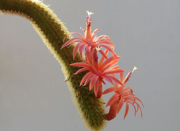 黃金鈕的養(yǎng)殖方法?黃金鈕的養(yǎng)護知識?【圖】