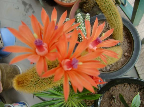 黃金鈕的養(yǎng)殖方法?黃金鈕的養(yǎng)護知識?【圖】