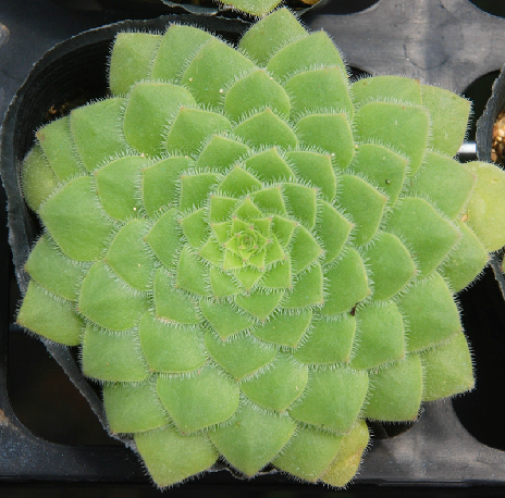 多肉植物明鏡的養(yǎng)殖方法?明鏡綴化?【圖】