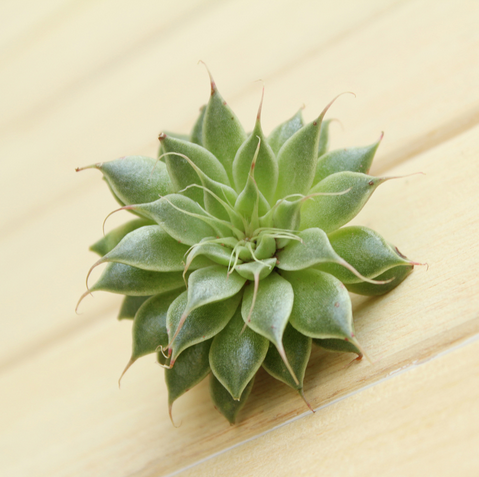 多肉植物銀星怎么種?銀星的養(yǎng)殖方法?銀星圖片【圖】