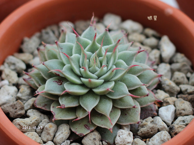 多肉植物銀星怎么種?銀星的養(yǎng)殖方法?銀星圖片【圖】