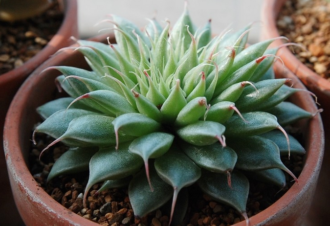 多肉植物銀星怎么種?銀星的養(yǎng)殖方法?銀星圖片【圖】