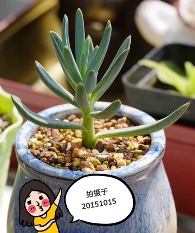 藍松多肉圖片及介紹?藍松的養(yǎng)殖方法?【圖】