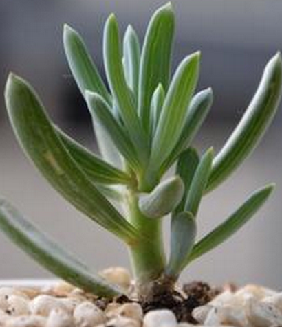 藍松多肉圖片及介紹?藍松的養(yǎng)殖方法?【圖】