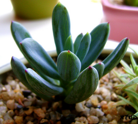 藍松多肉圖片及介紹?藍松的養(yǎng)殖方法?【圖】