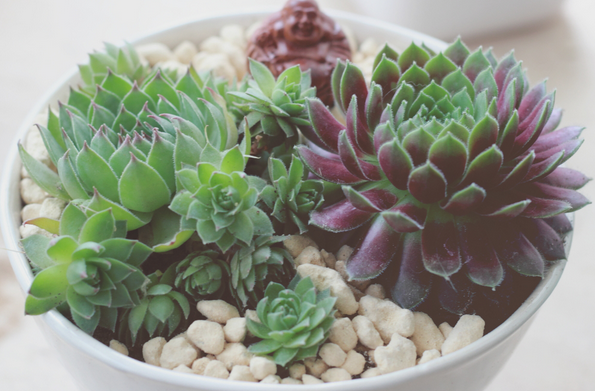 紫牡丹多肉老樁圖片?紫牡丹多肉的養(yǎng)殖方法?【圖】