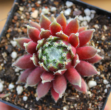 紫牡丹多肉老樁圖片?紫牡丹多肉的養(yǎng)殖方法?【圖】