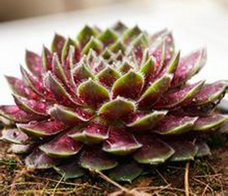 紫牡丹多肉老樁圖片?紫牡丹多肉的養(yǎng)殖方法?【圖】