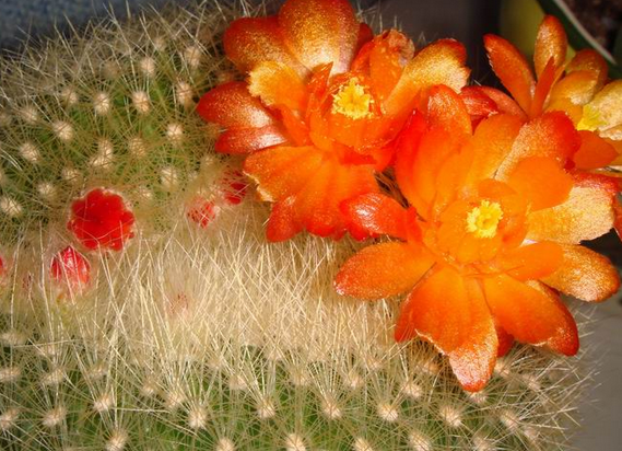 多肉植物瓦松的養(yǎng)護(hù)方法?瓦松多肉短枝怎么活?【圖】