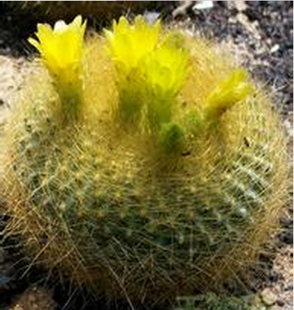 多肉植物瓦松的養(yǎng)護(hù)方法?瓦松多肉短枝怎么活?【圖】