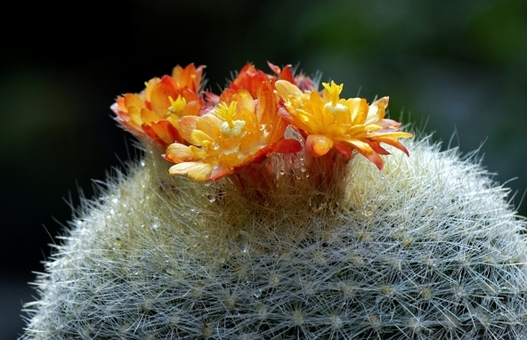 多肉植物瓦松的養(yǎng)護(hù)方法?瓦松多肉短枝怎么活?【圖】