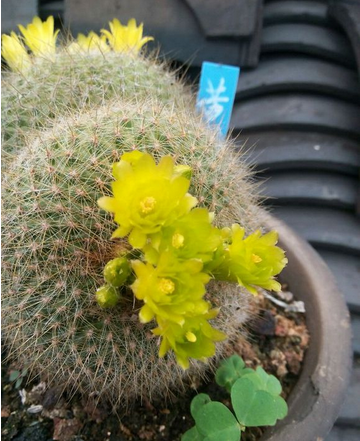 多肉植物瓦松的養(yǎng)護(hù)方法?瓦松多肉短枝怎么活?【圖】