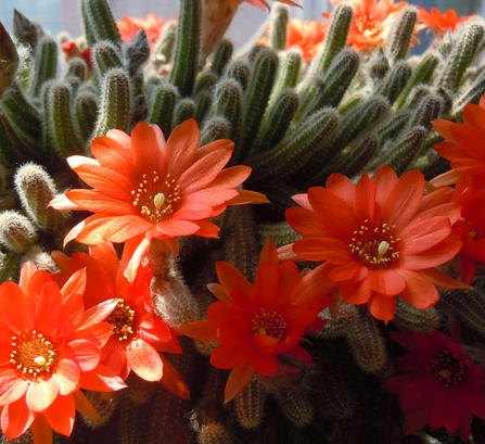 金紐仙人鞭的養(yǎng)殖方法？金牛仙人鞭介紹及圖片?【圖】