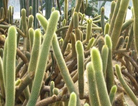 金紐仙人鞭的養(yǎng)殖方法？金牛仙人鞭介紹及圖片?【圖】