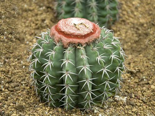 彩云球怎么養(yǎng)?彩云球的養(yǎng)殖方法和注意事項?【圖】