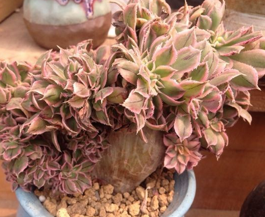 東云綴化怎么養(yǎng)?東云綴化的介紹及圖片?【圖】