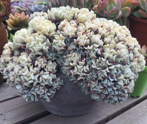 東云綴化怎么養(yǎng)?東云綴化的介紹及圖片?【圖】