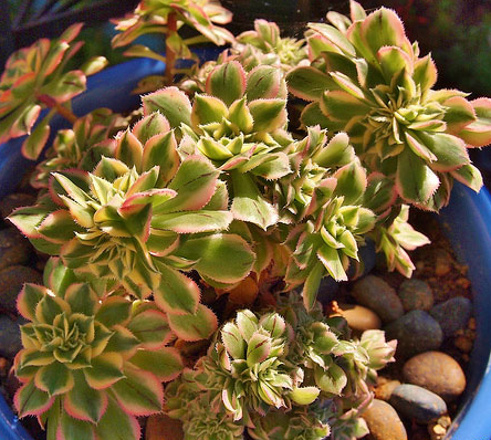 東云綴化怎么養(yǎng)?東云綴化的介紹及圖片?【圖】