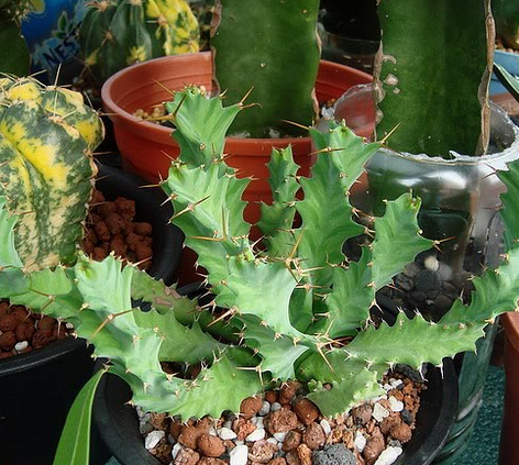 旋風麒麟怎么養(yǎng)?旋風麒麟扦插繁殖?【圖】