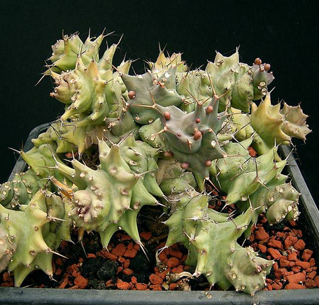 旋風麒麟怎么養(yǎng)?旋風麒麟扦插繁殖?【圖】