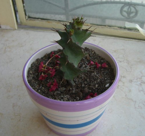 旋風麒麟怎么養(yǎng)?旋風麒麟扦插繁殖?【圖】