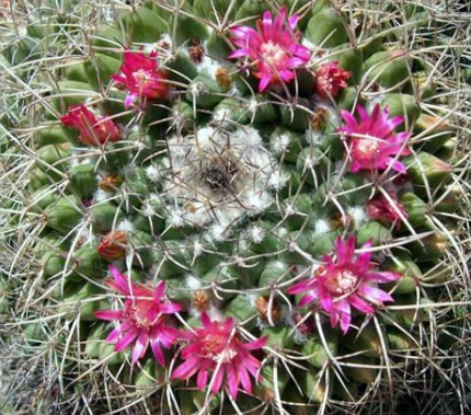 白龍球圖片及介紹?白龍球的養(yǎng)殖方法?【圖】