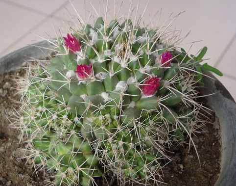 白龍球圖片及介紹?白龍球的養(yǎng)殖方法?【圖】